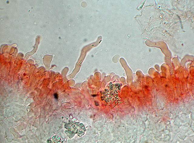 Clitocybe puberula